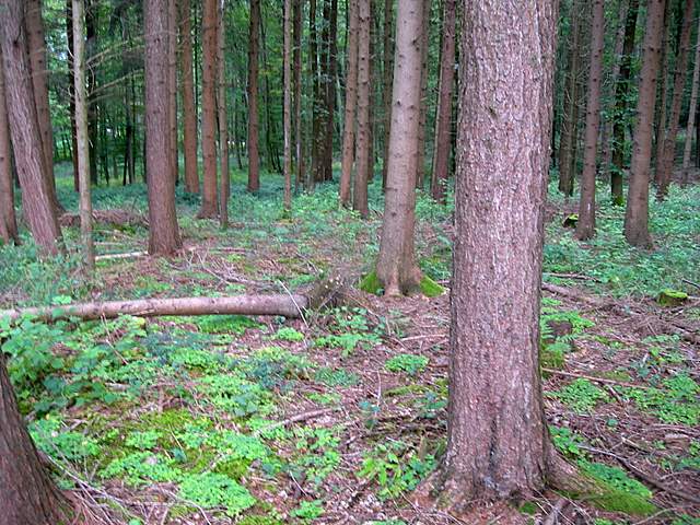 Galerine e Habitat